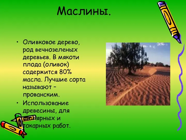 Маслины. Оливковое дерево, род вечнозеленых деревьев. В мякоти плода (оливок) содержится 80% масла.