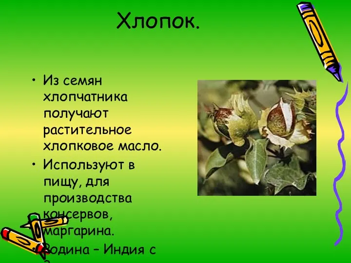 Хлопок. Из семян хлопчатника получают растительное хлопковое масло. Используют в пищу, для производства