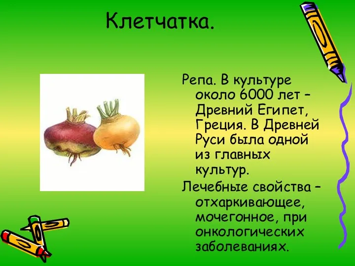 Клетчатка. Репа. В культуре около 6000 лет – Древний Египет, Греция. В Древней