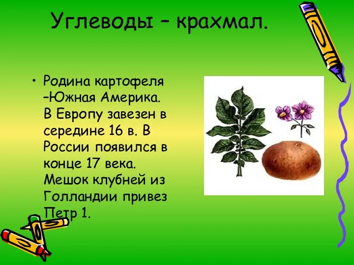 Углеводы – крахмал. Родина картофеля –Южная Америка. В Европу завезен в середине 16