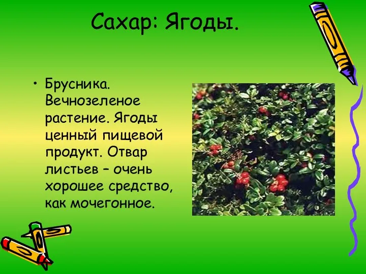 Сахар: Ягоды. Брусника. Вечнозеленое растение. Ягоды ценный пищевой продукт. Отвар листьев – очень