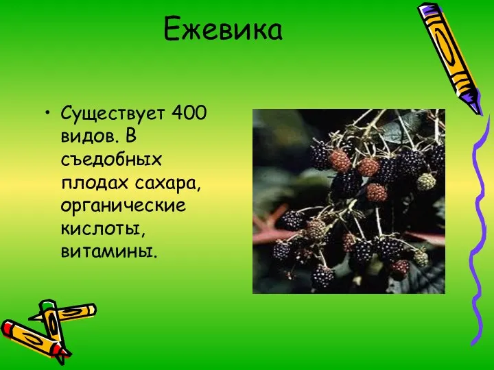 Ежевика Существует 400 видов. В съедобных плодах сахара, органические кислоты, витамины.