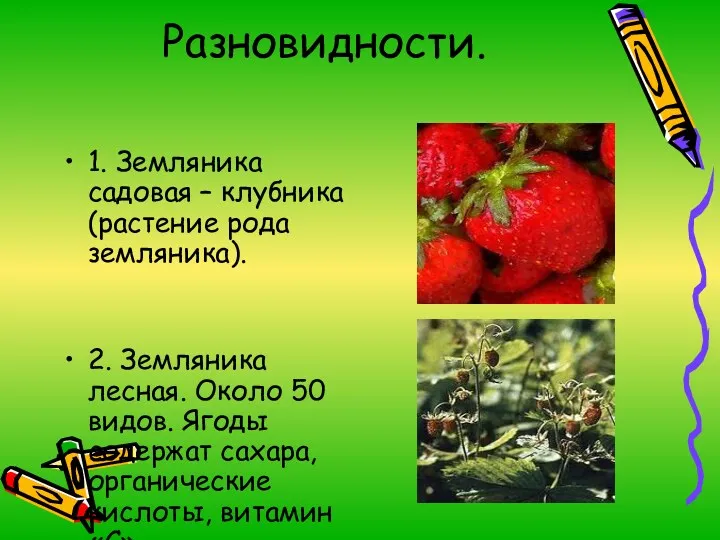 Разновидности. 1. Земляника садовая – клубника (растение рода земляника). 2. Земляника лесная. Около