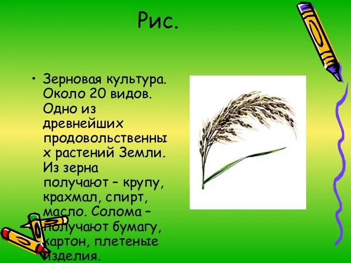Рис. Зерновая культура. Около 20 видов. Одно из древнейших продовольственных растений Земли. Из