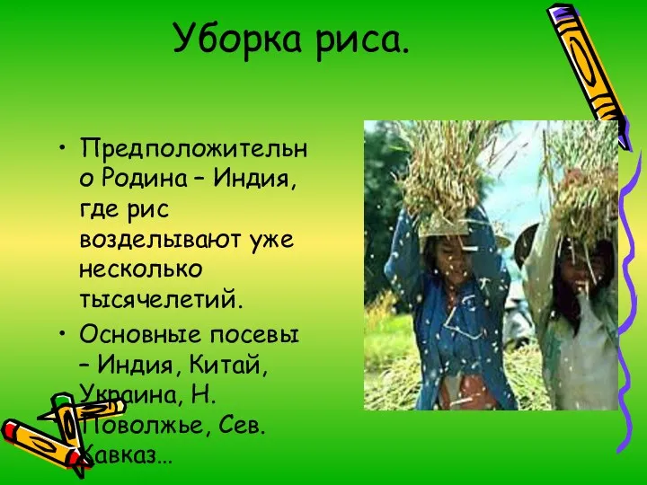 Уборка риса. Предположительно Родина – Индия, где рис возделывают уже несколько тысячелетий. Основные