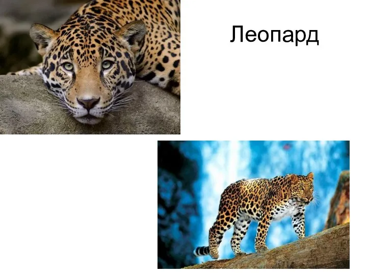 Леопард