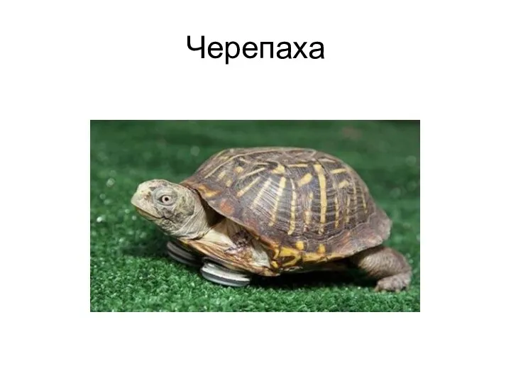 Черепаха