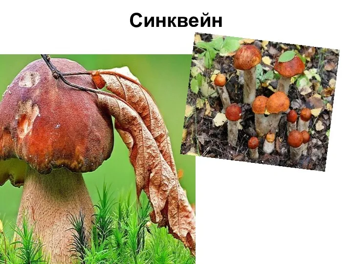 Синквейн