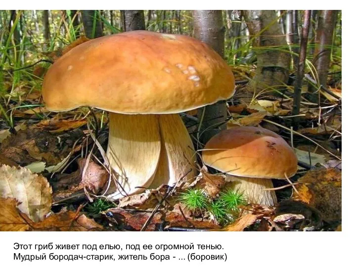 Этот гриб живет под елью, под ее огромной тенью. Мудрый