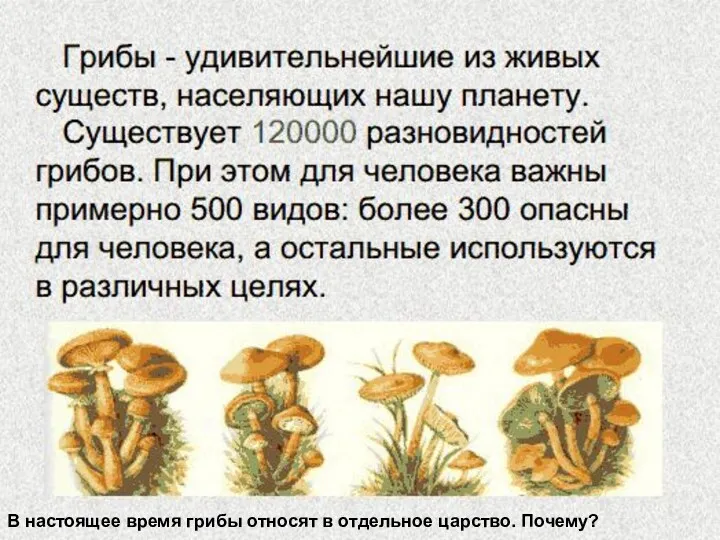 В настоящее время грибы относят в отдельное царство. Почему? В настоящее время грибы