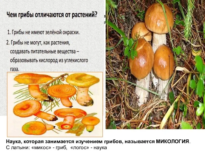Наука, которая занимается изучением грибов, называется МИКОЛОГИЯ. С латыни: «микос» - гриб, «логос»