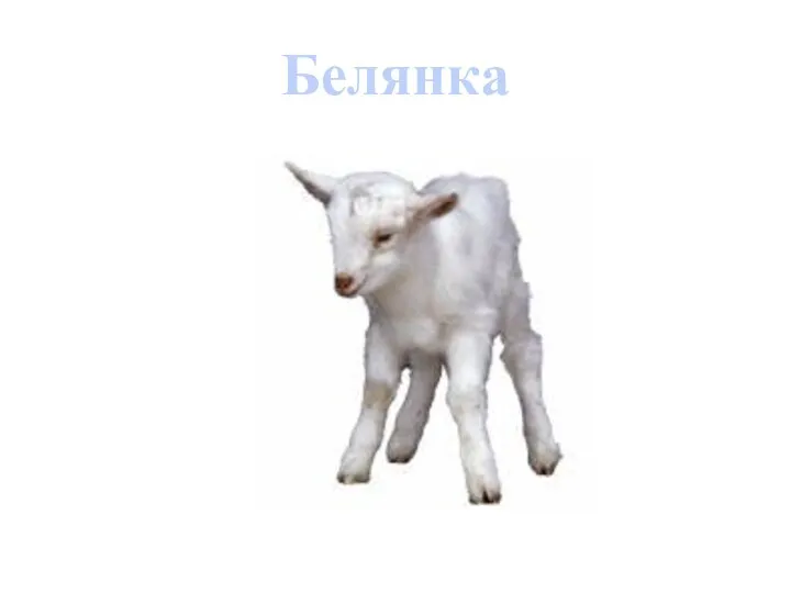 Белянка