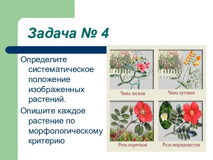 Задача № 4 Определите систематическое положение изображенных растений. Опишите каждое растение по морфологическому критерию