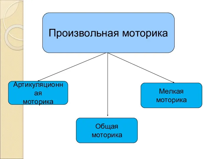 Произвольная моторика Артикуляционная моторика Общая моторика Мелкая моторика