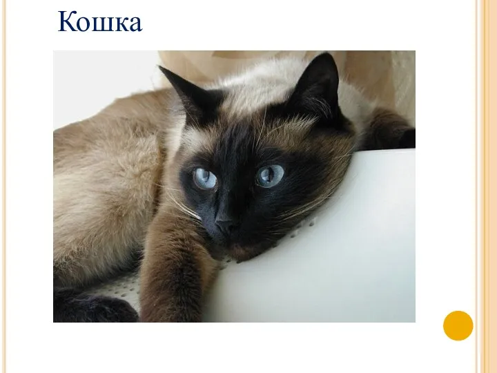 Кошка