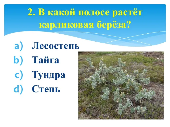 Лесостепь Тайга Тундра Степь 2. В какой полосе растёт карликовая берёза?