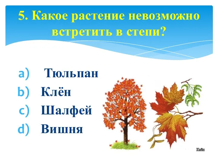 Тюльпан Клён Шалфей Вишня 5. Какое растение невозможно встретить в степи?