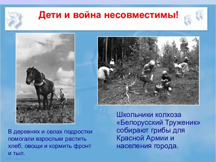 Дети и война несовместимы! Школьники колхоза «Белорусский Труженик» собирают грибы
