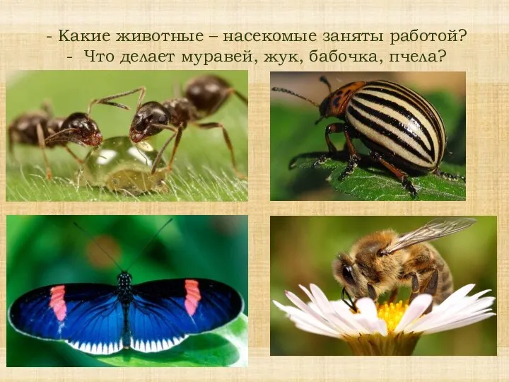 - Какие животные – насекомые заняты работой? - Что делает муравей, жук, бабочка, пчела?