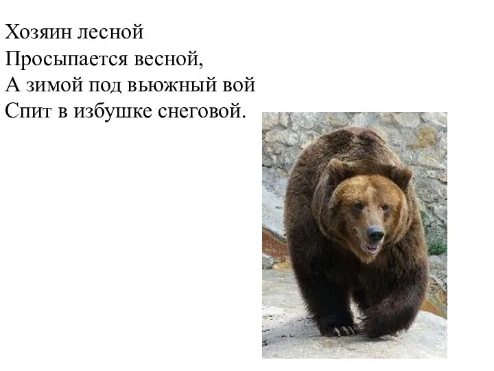 Хозяин лесной Просыпается весной, А зимой под вьюжный вой Спит в избушке снеговой.