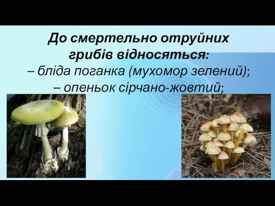 До смертельно отруйних грибів відносяться: – бліда поганка (мухомор зелений); – опеньок сірчано-жовтий;