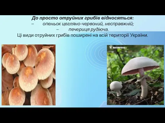 До просто отруйних грибів відносяться: – опеньок цегляно-червоний, несправжній; –