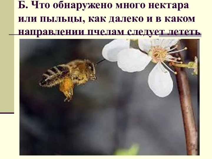 Б. Что обнаружено много нектара или пыльцы, как далеко и в каком направлении пчелам следует лететь