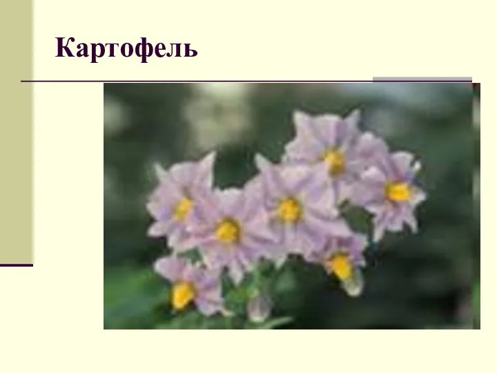 Картофель