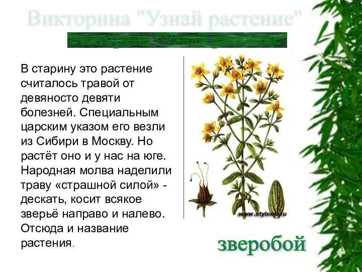 Викторина "Узнай растение" зверобой В старину это растение считалось травой от девяносто девяти