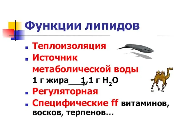 Функции липидов Теплоизоляция Источник метаболической воды 1 г жира 1,1