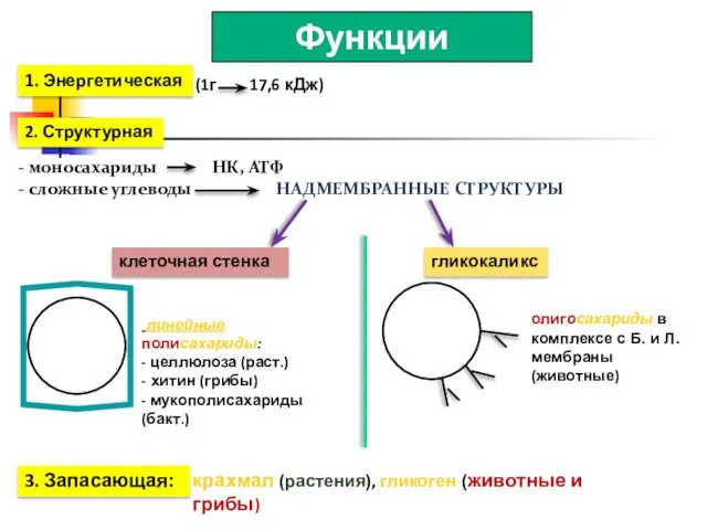 Функции углеводов 1. Энергетическая (1г 17,6 кДж) 2. Структурная моносахариды