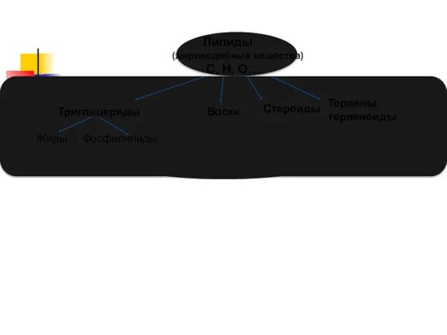 Липиды (жироподобные вещества) С, Н, О… Триглицериды Жиры Фосфолипиды Воски Стероиды Терпены терпеноиды