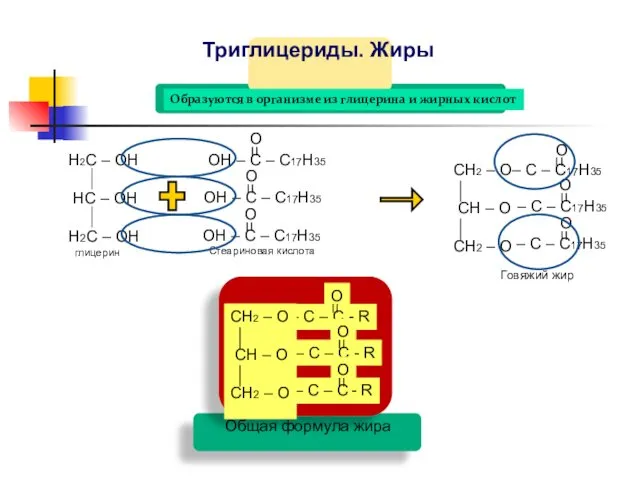 Триглицериды. Жиры Образуются в организме из глицерина и жирных кислот