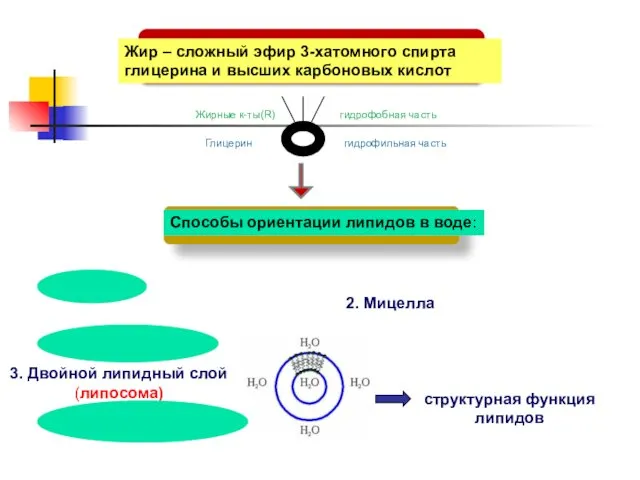 Жир – сложный эфир 3-хатомного спирта глицерина и высших карбоновых