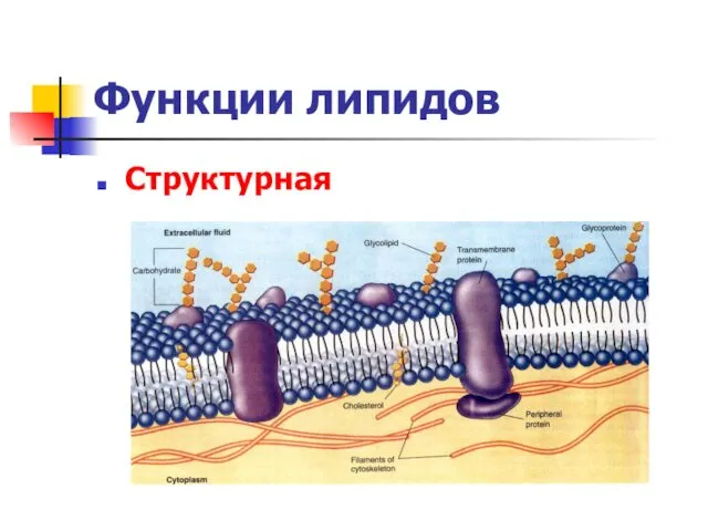 Функции липидов Структурная