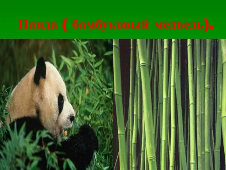 Панда ( бамбуковый медведь).