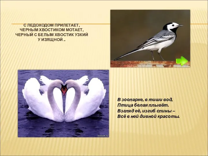 С ЛЕДОХОДОМ ПРИЛЕТАЕТ, ЧЕРНЫМ ХВОСТИКОМ МОТАЕТ, ЧЕРНЫЙ С БЕЛЫМ ХВОСТИК