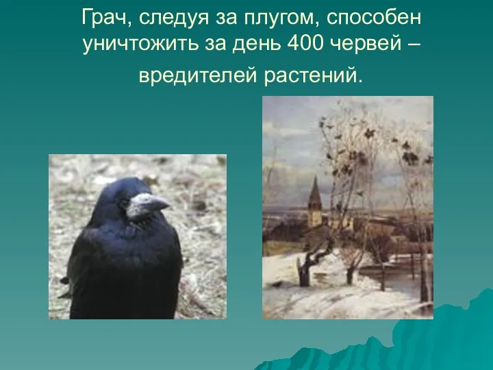 Грач, следуя за плугом, способен уничтожить за день 400 червей – вредителей растений.