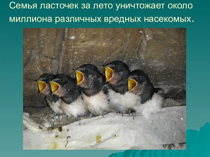 Семья ласточек за лето уничтожает около миллиона различных вредных насекомых.