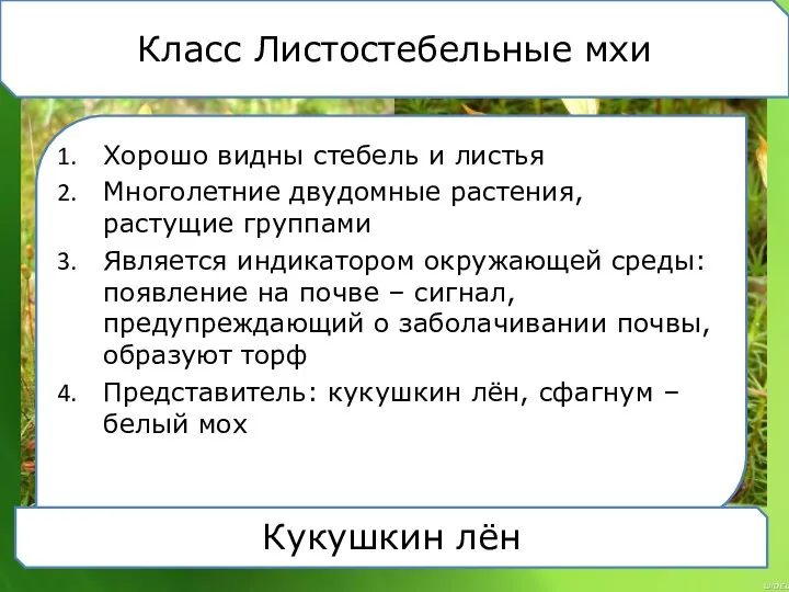 Класс Листостебельные мхи Хорошо видны стебель и листья Многолетние двудомные