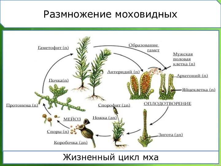 Размножение моховидных Жизненный цикл мха