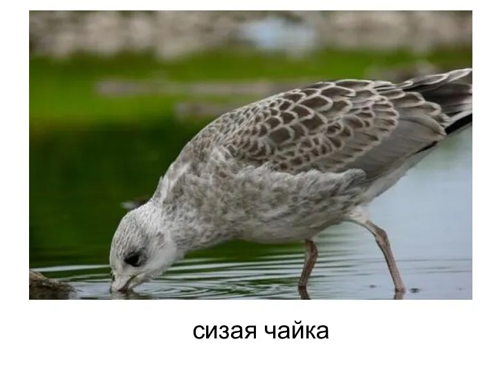 сизая чайка