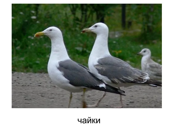 чайки