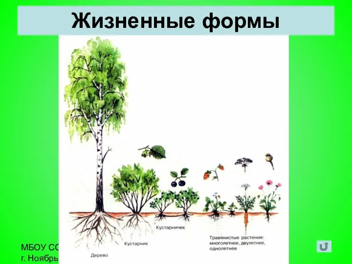 МБОУ СОШ №9 г. Ноябрьска Автор: учитель биологии Гостева Н. А. Жизненные формы