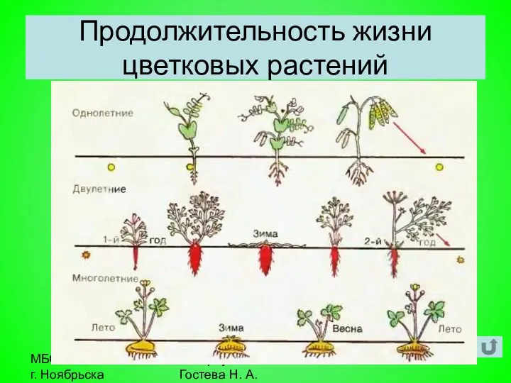 МБОУ СОШ №9 г. Ноябрьска Автор: учитель биологии Гостева Н. А. Продолжительность жизни цветковых растений