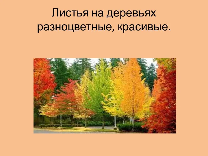Листья на деревьях разноцветные, красивые.