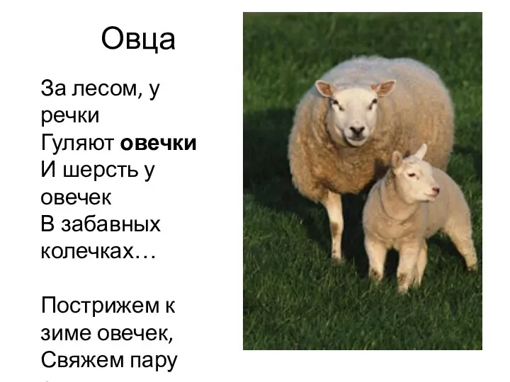 Овца За лесом, у речки Гуляют овечки И шерсть у