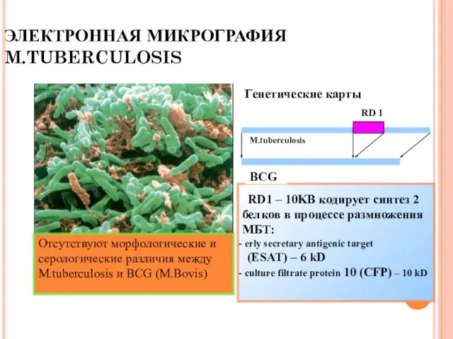 ЭЛЕКТРОННАЯ МИКРОГРАФИЯ M.TUBERCULOSIS Отсутствуют морфологические и серологические различия между M.tuberculosis