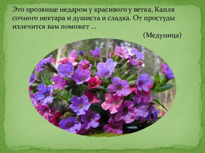 Это прозвище недаром у красивого у ветка, Капля сочного нектара и душиста и