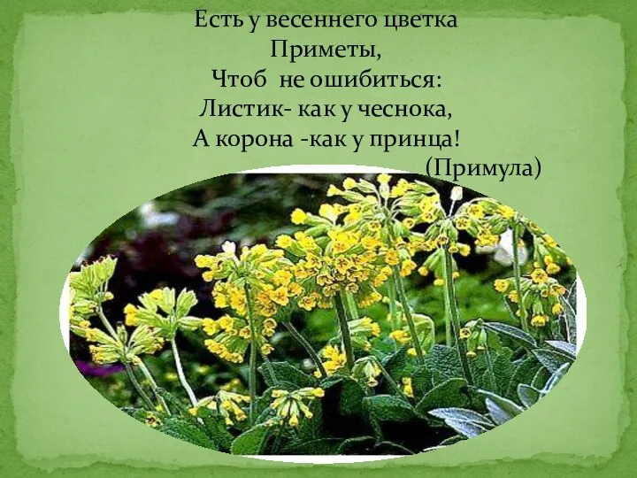 Есть у весеннего цветка Приметы, Чтоб не ошибиться: Листик- как у чеснока, А